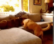 Dogs Dogs Playing GIF - Dogs Dogs Playing GIFs