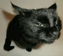 Cat Cat Glare GIF - Cat Cat Glare Still Cat GIFs