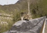a cat is sitting on a stone wall eating a fish .
