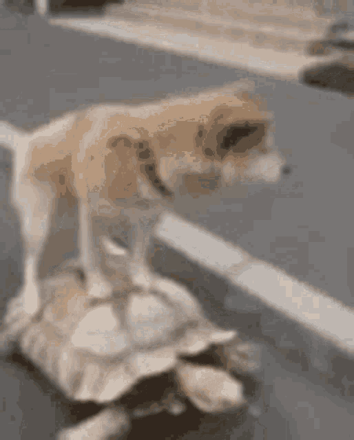 Dog Funny GIF - Dog Funny Cute - Discover & Share GIFs