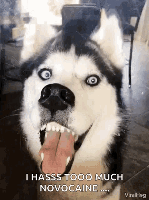 husky funny face meme