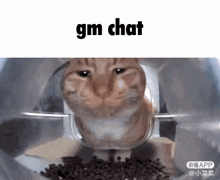 Mr Fresh Gm Chat GIF - Mr Fresh Gm Chat Hellostreetcat GIFs