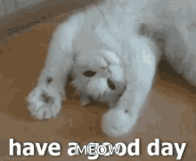 Have A Good Day Cat GIF - Have A Good Day Cat Good Day GIFs