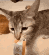 Cat Preventing Other Cat GIF - Cat Preventing Other Cat GIFs