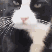 Cat Lick Cat GIF