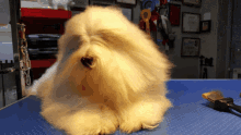 Coton De Tulear Grooming Dog Grooming GIF - Coton De Tulear Grooming Dog Grooming GIFs