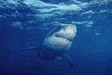 shark great white shark underwater