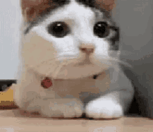 Tháicz Cat GIF