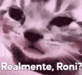 Roni Realmente GIF - Roni Realmente GIFs