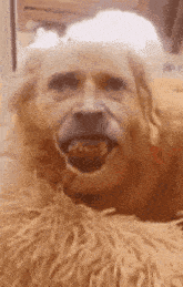 Dog Face Willem Dafoe GIF