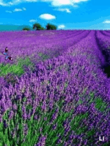 Purple Flowers GIF - Purple Flowers Butterflies GIFs