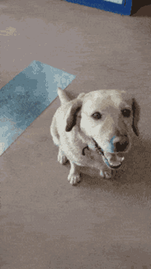 Labrador Dog GIF - Labrador Dog Tail GIFs