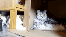 a cat is laying in a cardboard box with funny cats and nice fish written on the bottom