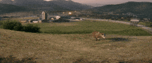 Cow Welcome To Raccoon City GIF - Cow Welcome To Raccoon City Raccoon City GIFs