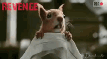 Revenge Squirrel GIF - Revenge Squirrel GIFs