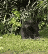 a black bear is standing in the grass in a jungle .