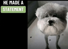 a picture of a dog with the words he made a statement above it