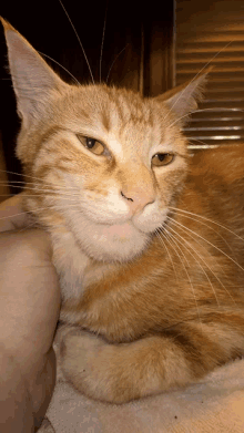 Bee Sting Cat GIF - Bee Sting Cat GIFs