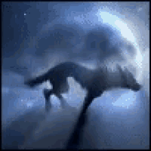 Wolf Animal GIF - Wolf Animal GIFs