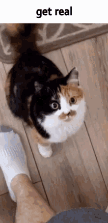a calico cat with a mustache is standing next to a person 's foot and looking up at the camera with the caption get real