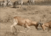 two antelope standing next to each other on a dry grass field