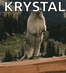 a ground squirrel standing on its hind legs with the word krystal written above it