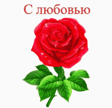 с_любовью роза GIF - с_любовью роза красная GIFs