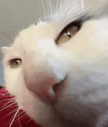 Cat Staring Cat GIF - Cat Staring Cat Funny Cat GIFs