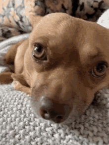 Chihuahua Dog GIF