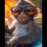 a baby monkey wearing sunglasses holds a drink