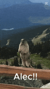 a ground squirrel standing on its hind legs in front of a mountain with alec written on a wooden fence