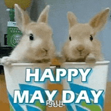 two rabbits are sitting in a cup and saying happy may day .