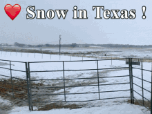 snow in texas horses mary