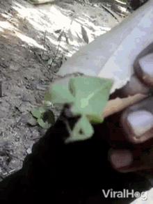 Leaf Bug Insect GIF