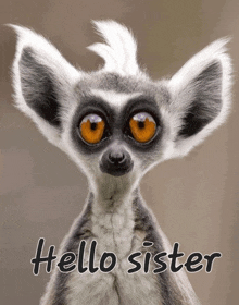 Hello Sister Funny Lemur GIF