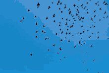 Birds GIF - Birds GIFs