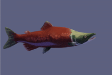 a red fish with a green head swimming in the water