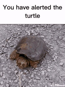 You Have Alerted The You Have Alerted The Turtle GIF - You Have Alerted The You Have Alerted The Turtle Turtle GIFs