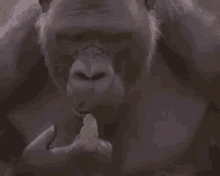 Gorilla Humour GIF - Gorilla Humour Lol GIFs
