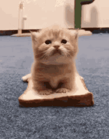 GIF