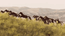 Up And Up GIF - Horse Horses Equine GIFs