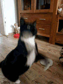 Jump Cat GIF - Jump Cat GIFs