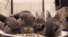 Bunny Rabbit GIF - Bunny Rabbit Kittens GIFs