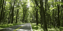 Tree Road GIF - Tree Road GIFs