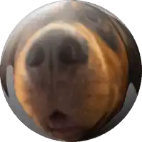 a close up of a dog 's face in a circle on a white background