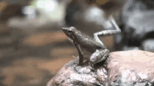 Hay Boys! GIF - Frogs Stretching GIFs
