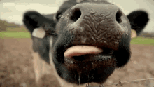 Lick Tongue GIF - Lick Tongue Cow GIFs