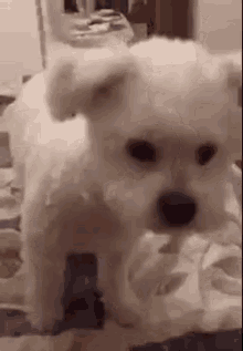 Puppy Tilt Head GIF - Puppy Tilt Head Dog GIFs