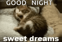 Sweet Dreams Kitten GIF