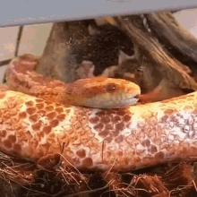 Snake Reptile GIF - Snake Reptile Corn Snake GIFs